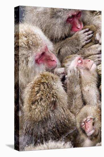 Japanese Macaque (Macaca Fuscata) Mothers Grooming Their Babies In The Hot Springs Of Jigokudani-Diane McAllister-Premier Image Canvas
