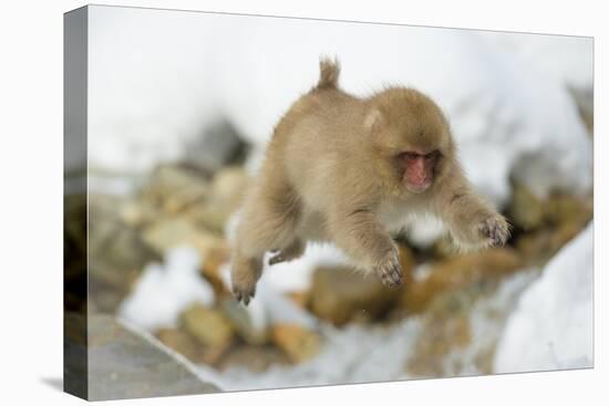 Japanese Macaque (Macaca Fuscata) Youngster Jumping over Small Stream, Jigokudani, Nagano, Japan-Wim van den Heever-Premier Image Canvas