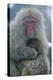 Japanese Macaque Monkey Mother and Baby-null-Premier Image Canvas