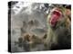 Japanese Macaque Monkeys in a Hot Spring in the Snow at Jigokudani Wild Monkey Park, Nagano-null-Premier Image Canvas