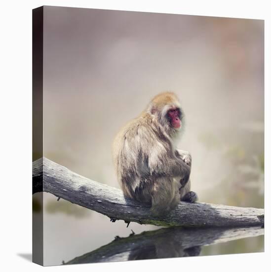 Japanese Macaque on a Log-Svetlana Foote-Premier Image Canvas