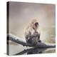 Japanese Macaque on a Log-Svetlana Foote-Premier Image Canvas