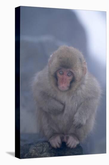 Japanese Macaque on Rock-DLILLC-Premier Image Canvas