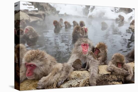 Japanese Macaque, Snow Monkey, Joshin-etsu NP, Honshu, Japan-Peter Adams-Premier Image Canvas