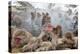 Japanese Macaque, Snow Monkey, Joshin-etsu NP, Honshu, Japan-Peter Adams-Premier Image Canvas