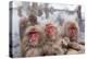 Japanese Macaque, Snow Monkey, Joshin-etsu NP, Honshu, Japan-Peter Adams-Premier Image Canvas