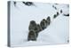 Japanese Macaque - Snow Monkey (Macaca Fuscata) Group Walking Along Snow Trail in Heavy Snow-Yukihiro Fukuda-Premier Image Canvas
