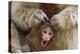 Japanese Macaque - Snow Monkey (Macaca Fuscata) Mother Grooming Four-Day-Old Newborn Baby-Yukihiro Fukuda-Premier Image Canvas