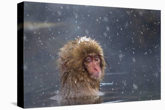 Japanese Macaque (Snow Monkey) (Macata Fuscata), Japan-Andrew Sproule-Premier Image Canvas