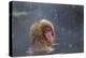 Japanese Macaque (Snow Monkey) (Macata Fuscata), Japan-Andrew Sproule-Premier Image Canvas