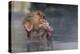 Japanese Macaque (Snow Monkey) (Macata Fuscata), Japan-Andrew Sproule-Premier Image Canvas