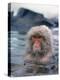 Japanese Macaque, Snow Monkey Sitting in Waters of Hot Spring in Shiga Mountains During a Snowfall-Co Rentmeester-Premier Image Canvas