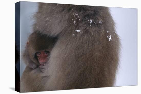 Japanese Macaque with Baby-DLILLC-Premier Image Canvas