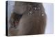 Japanese Macaque with Baby-DLILLC-Premier Image Canvas