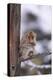 Japanese Macaque-DLILLC-Premier Image Canvas
