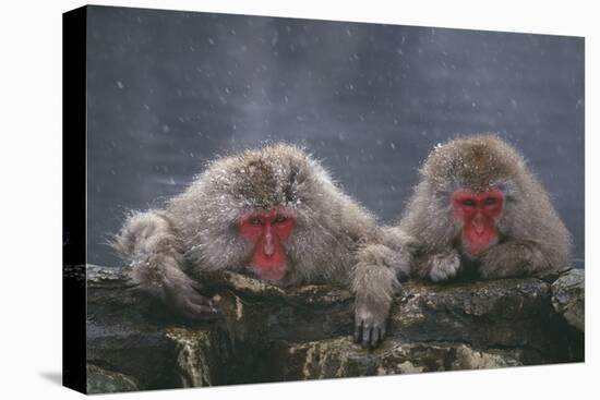 Japanese Macaques in Hot Spring-DLILLC-Premier Image Canvas