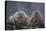 Japanese Macaques in Hot Spring-DLILLC-Premier Image Canvas