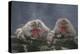 Japanese Macaques in Hot Spring-DLILLC-Premier Image Canvas