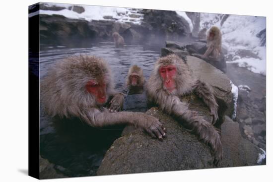 Japanese Macaques in Hot Spring-DLILLC-Premier Image Canvas