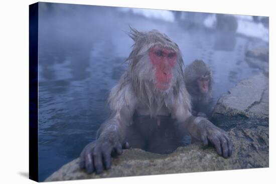Japanese Macaques in Hot Spring-DLILLC-Premier Image Canvas
