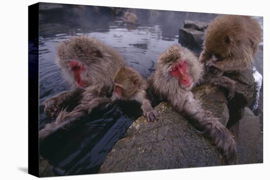 Japanese Macaques in Hot Spring-DLILLC-Premier Image Canvas