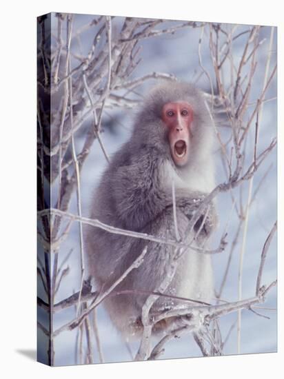 Japanese Macaques in Shiga Mountains of Japan-Co Rentmeester-Premier Image Canvas
