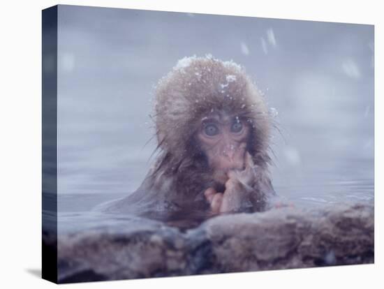 Japanese Macaques in Shiga Mountains of Japan-Co Rentmeester-Premier Image Canvas