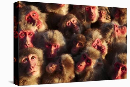 Japanese Macaques (Macaca Fuscata) Faces Looking Up-Yukihiro Fukuda-Premier Image Canvas