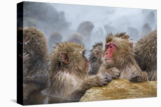 Japanese Macaques (Snow Monkeys) (Macata Fuscata), Japan-Andrew Sproule-Premier Image Canvas