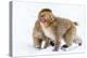 Japanese Macaques (Snow Monkeys) (Macata Fuscata), Japan-Andrew Sproule-Premier Image Canvas