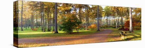Japanese Maple (Acer Palmatum) Trees in Autumn, Westonbirt Arboretum, Gloucestershire, England-null-Stretched Canvas