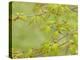Japanese Maple (Acer Palmatum)-Adrian Bicker-Premier Image Canvas