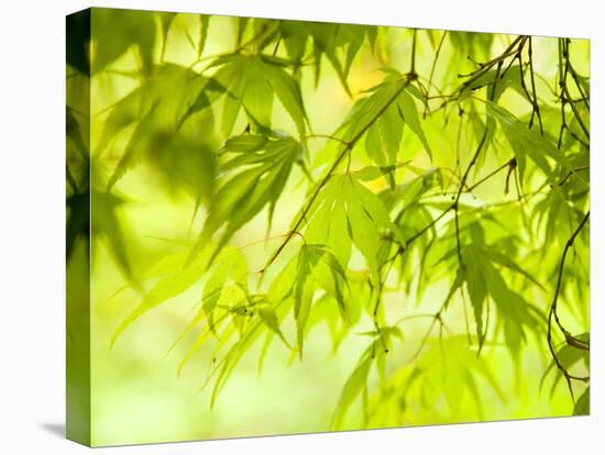 Japanese Maple (Acer) Tree in Springtime, England, UK-Jon Arnold-Premier Image Canvas