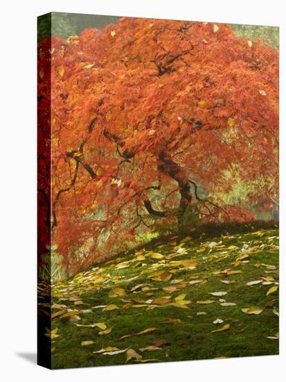 Japanese Maple at the Portland Japanese Garden, Oregon, USA-William Sutton-Premier Image Canvas