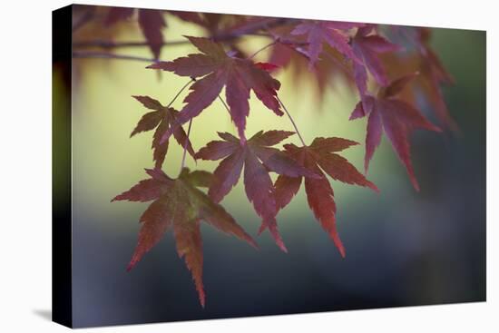 Japanese Maple III-Rita Crane-Premier Image Canvas