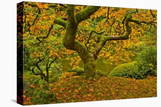 Japanese maple in Autumn, Portland, USA-Michel Hersen-Premier Image Canvas