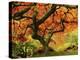 Japanese Maple in Full Fall Color, Portland Japanese Garden, Portland, Oregon, USA-Michel Hersen-Premier Image Canvas