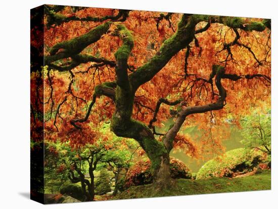 Japanese Maple in Full Fall Color, Portland Japanese Garden, Portland, Oregon, USA-Michel Hersen-Premier Image Canvas