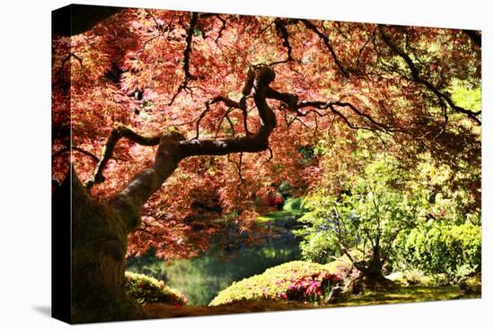 Japanese Maple in the Japanese Gardens in Portland, Oregon-pdb1-Premier Image Canvas