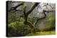 Japanese Maple in Winter, Portland Japanese Garden, Oregon, USA-Michel Hersen-Premier Image Canvas