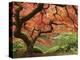 Japanese Maple, Portland Japanese Garden, Oregon, USA-William Sutton-Stretched Canvas