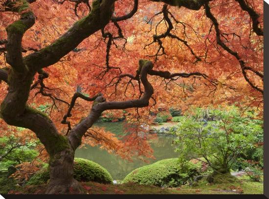 Japanese Maple, Portland Japanese Garden, Oregon, USA-William Sutton-Stretched Canvas