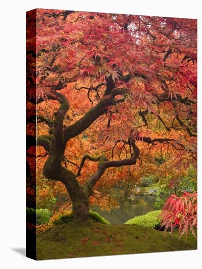 Japanese Maple, Portland Japanese Garden, Oregon, USA-William Sutton-Premier Image Canvas