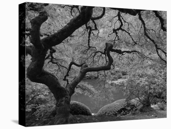 Japanese Maple, Portland Japanese Garden, Oregon, USA-William Sutton-Premier Image Canvas