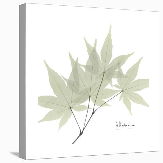 Japanese Maple Portrait 2-Albert Koetsier-Stretched Canvas