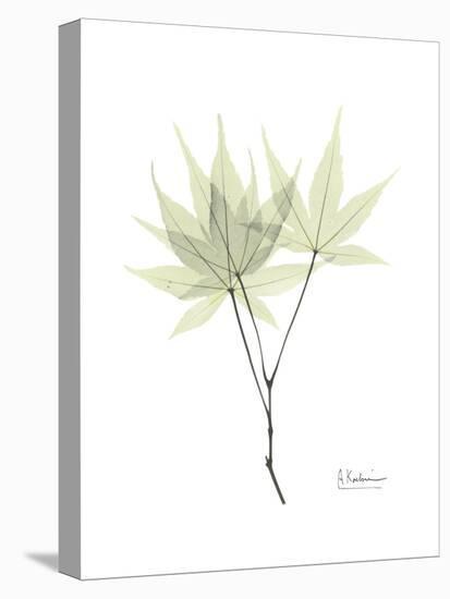 Japanese Maple Portrait-Albert Koetsier-Stretched Canvas