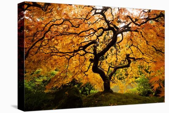 Japanese maple tree in autumn, Japanese Garden, Portland, Oregon, USA-Panoramic Images-Premier Image Canvas