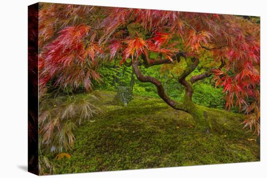 Japanese Maple Tree in Autumn, Japanese Gardens, Portland, Oregon-Chuck Haney-Premier Image Canvas