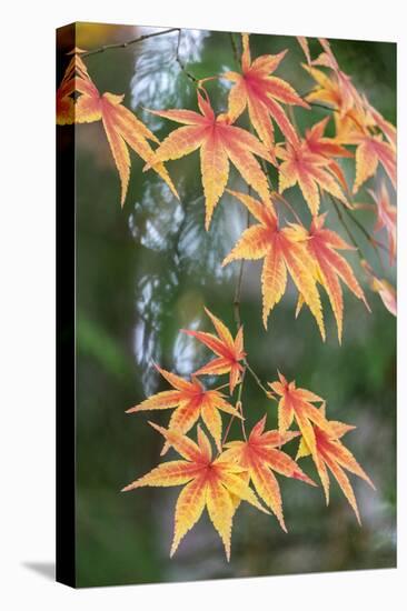 Japanese maple tree in autumn, New England-Lisa Engelbrecht-Premier Image Canvas