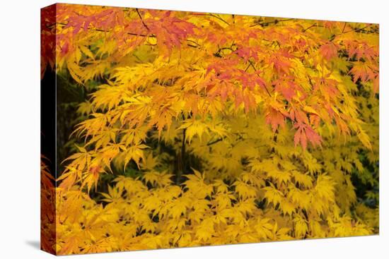 Japanese maple tree in autumn, New England-Lisa Engelbrecht-Premier Image Canvas